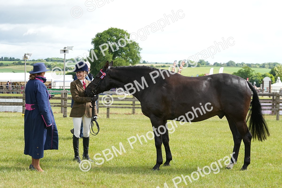 SBM_12947 - Class 99 - RIHS SEIB Working Show Horse