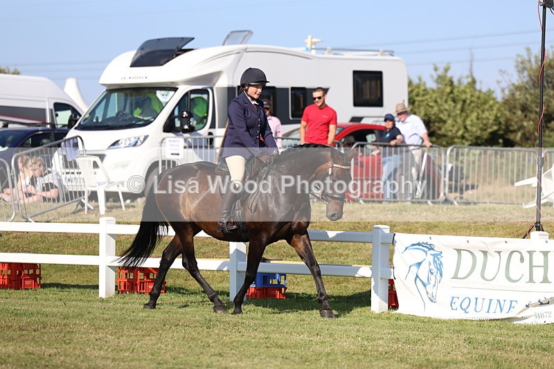 3E7A5471 - Class 2: Rising Star Large Hack/Riding Horse
