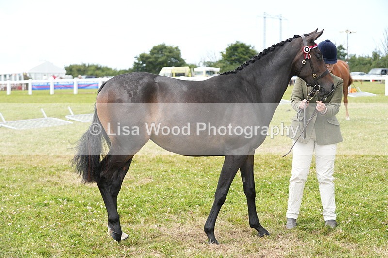 DSC06178 - Class 54: Hunter/Riding Horse/Hack 1 & 2 yr olds