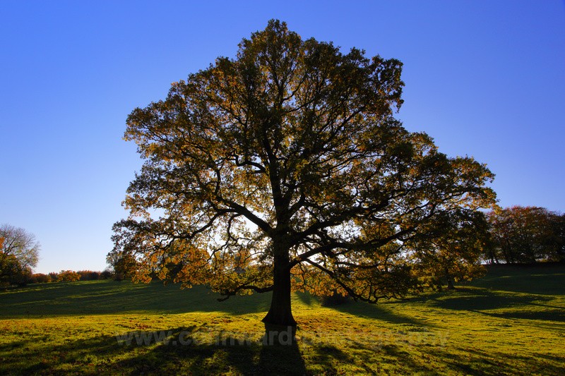 Backlit Oak, Croxdale.                ref 1473 - County Durham