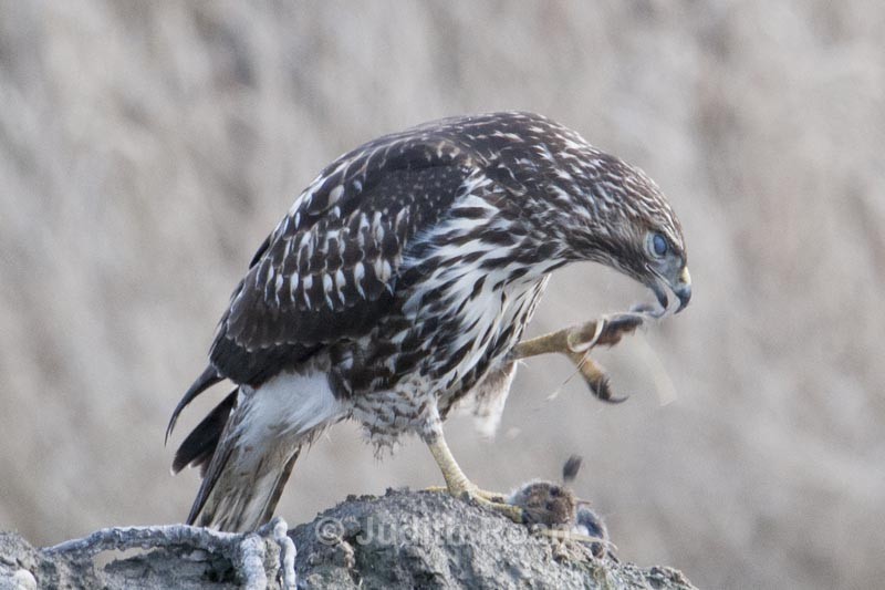  - Red-tailed Hawk