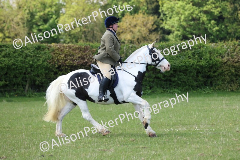 20250427-2654 - Class 20 - Working Hunter Ponies