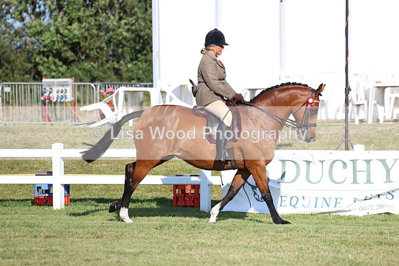 3E7A4986 - Class 1: Rising Star Small Hack/Riding Horses
