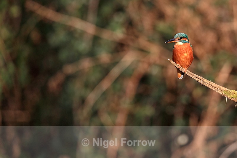 Common Kingfisher perched winter sun, Otterbourne, Hampshire - Kingfisher