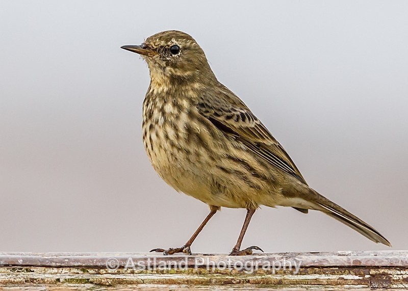 Astland Photography, Bird and Wildlife Images, Susan and Peter Wilson, U.K.
