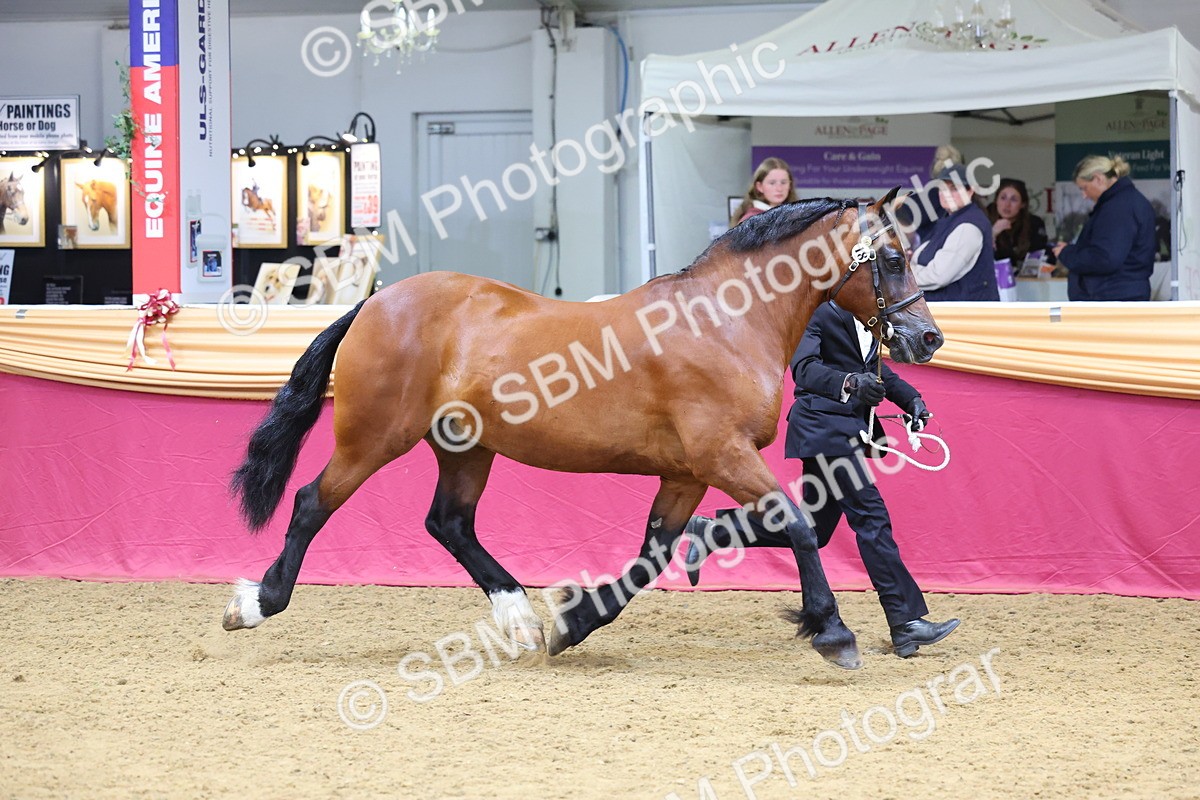 SBM_22622 - Class 903 - Supreme Final - IH Pre Vet