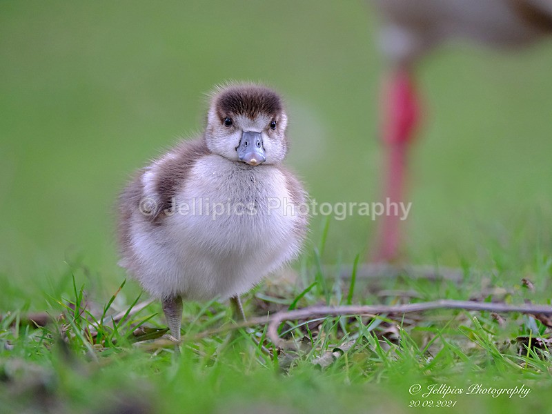  - Wildlife and Nature