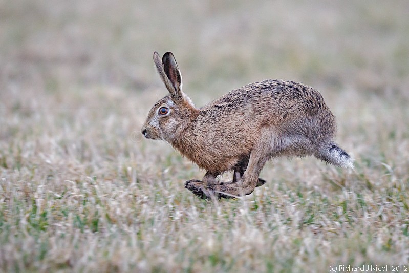 Brown Hare (Lepus europaeus) running - Brown Hare (Lepus europaeus)