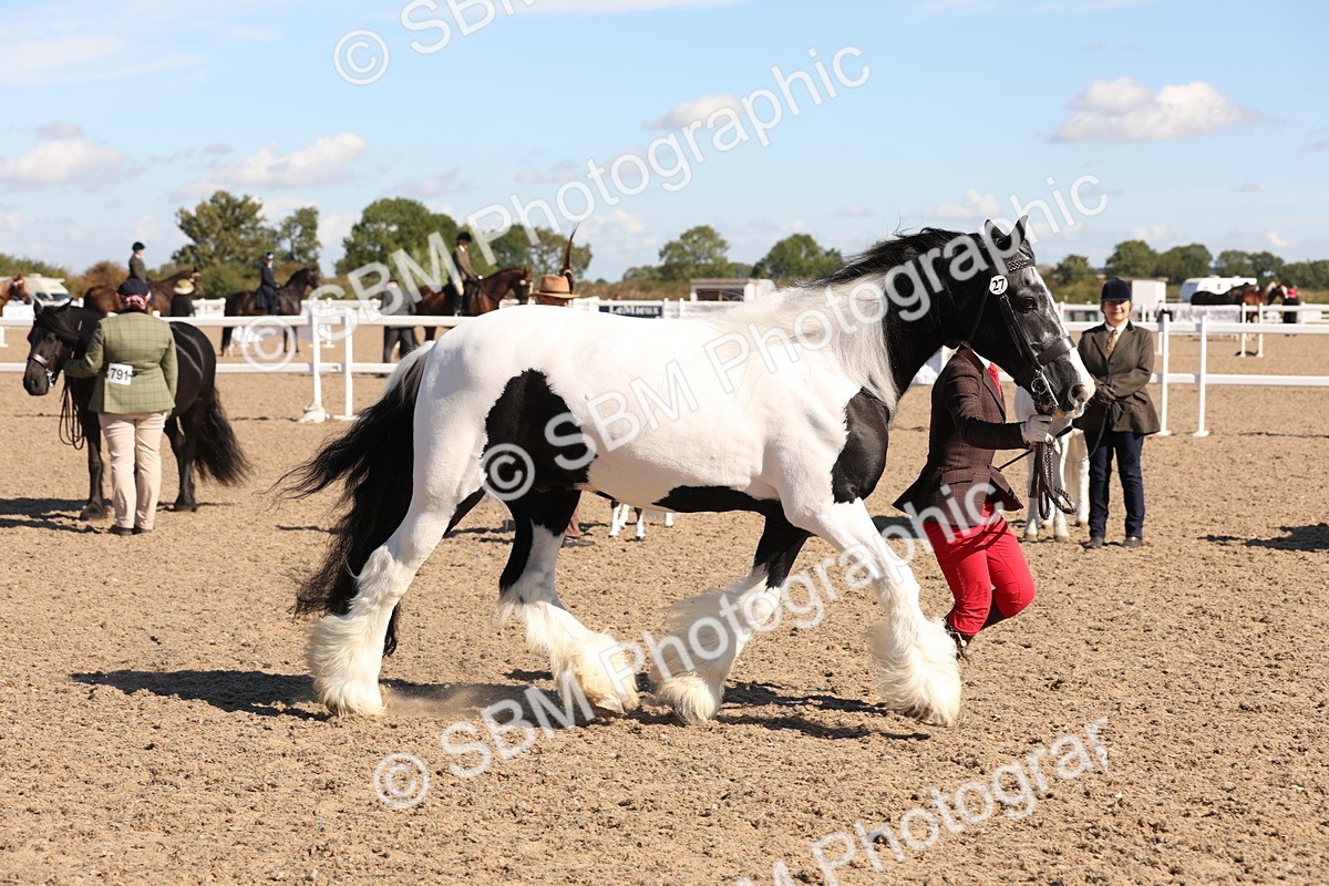 SBM_12954 - Class 206 - IH Non Show Type Pony