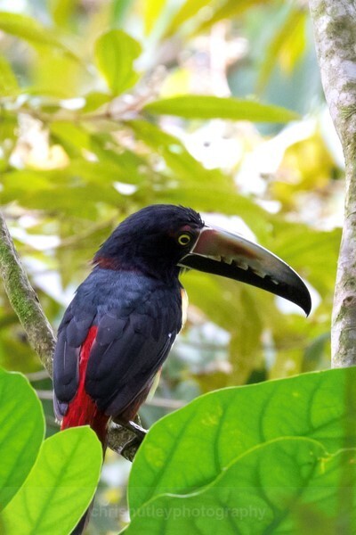  - Birds of Costa Rica and Mauritius