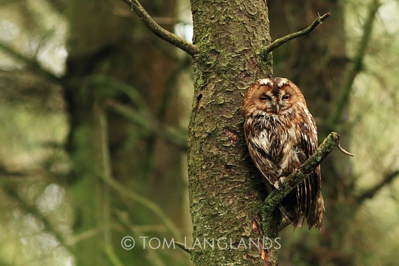 Tawny Owl - All Other Birds