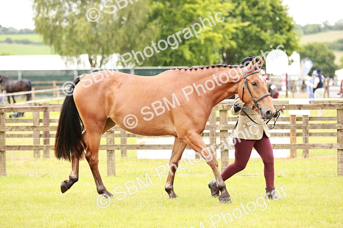 SBM_00743 - Class 26-30 Sport Horse In Hand