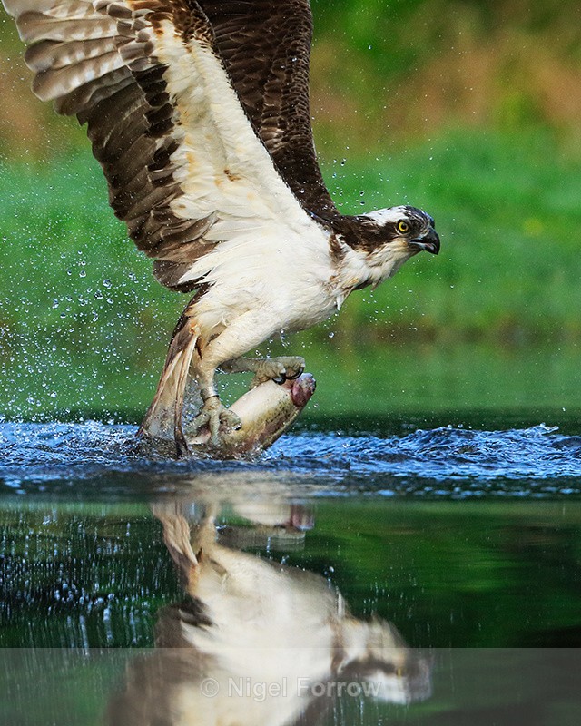 Rothiemurchus Osprey reflection with trout - Osprey