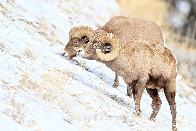 Two Bighorn Sheep grazing, Yellowstone National Park - Sheep