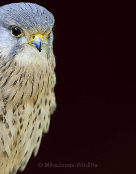 KESTREL (MALE) - KESTREL