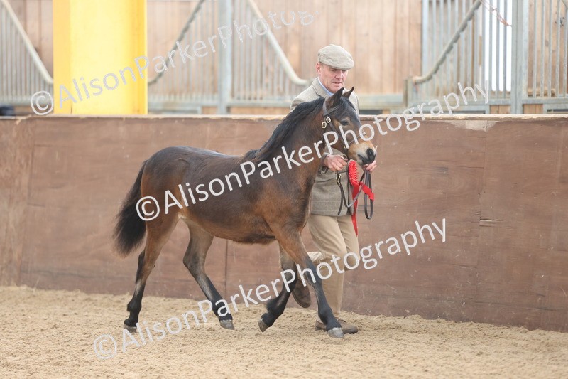 20251109-0489 - Class 17 - Foals