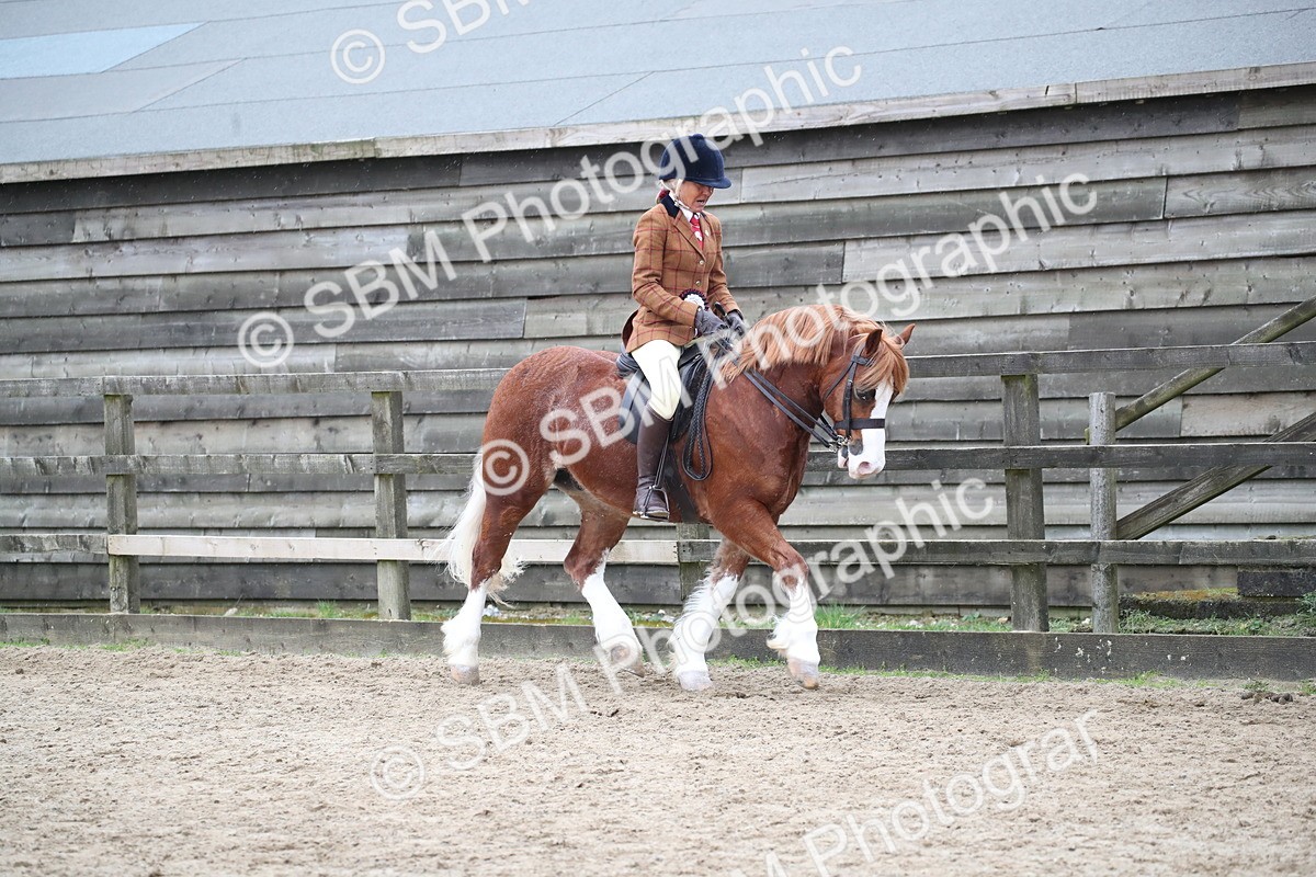 SBM_007335 - Class 10-13 - RIHS Small Large Breeds