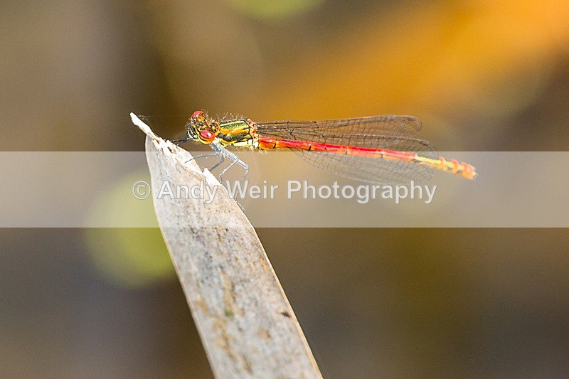 170619-untitled0028 - Dragonflies & Damselflies