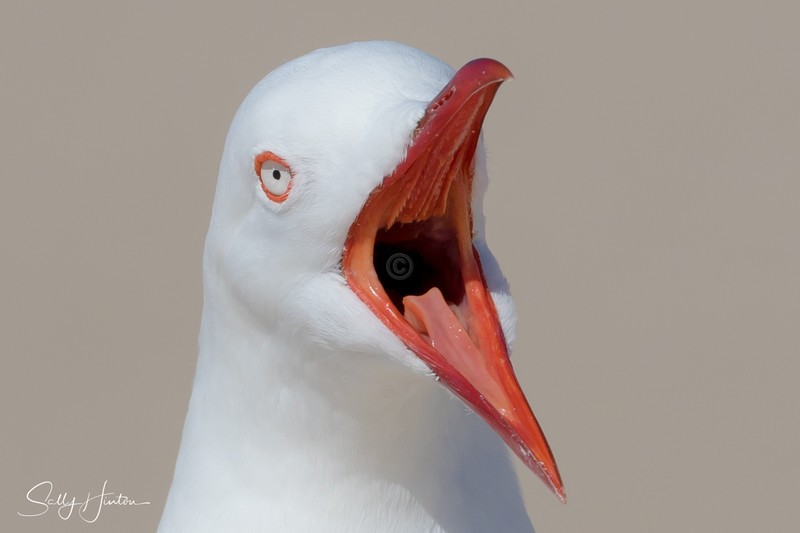 Gull Squark 2