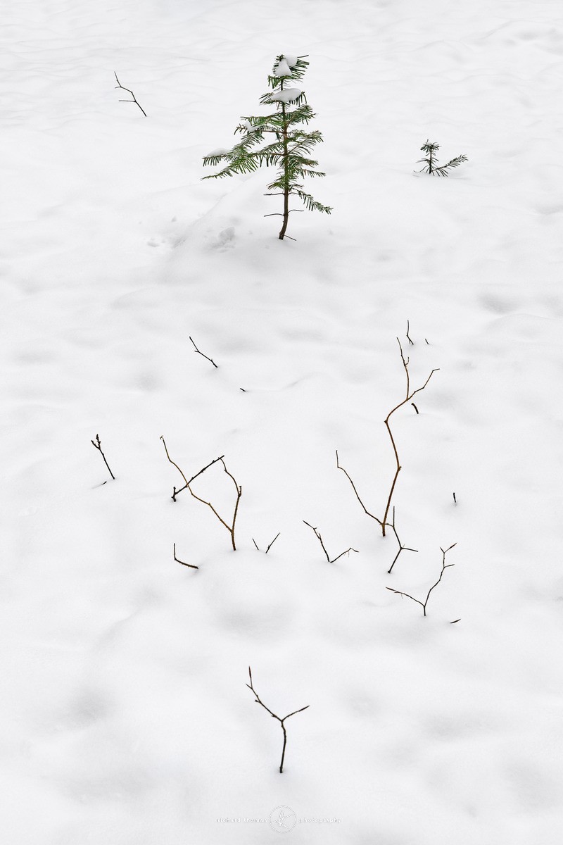 Tiny white forest - WINTER