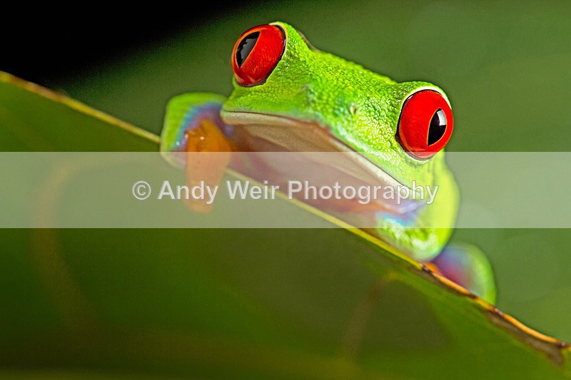 20151209-20151209-3K8A2577-2 - Frogs & Toads