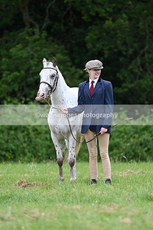 WJ7_4427 - Class 14B Prettiest Mare