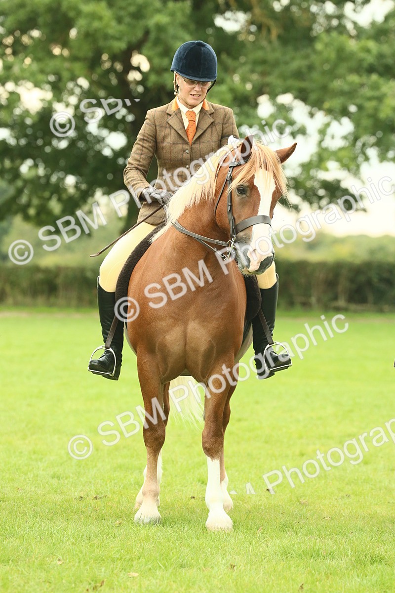SBM_72194 - S60 - Mountain & Moorland Ridden Large Breeds
