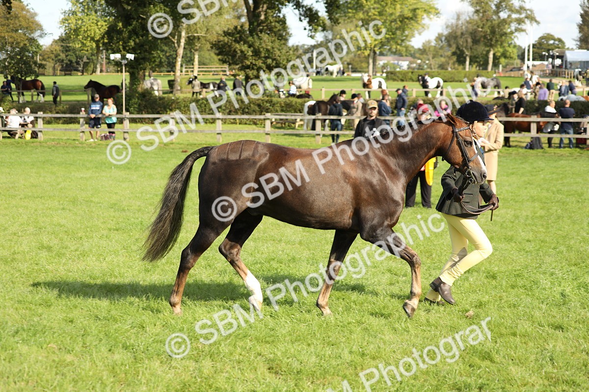 SBM_61056 - S44 - Part Bred Pony In hand