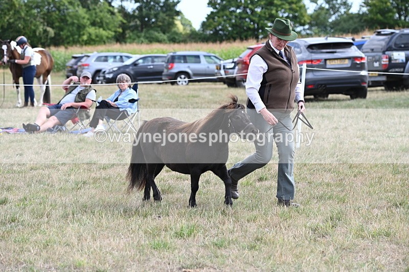 WJ6_6989 - Class 21 Shetland & Mini Horses