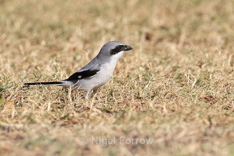Loggerhead Shrike on the ground, Fort De Soto Park, Florida - Loggerhead Shrike