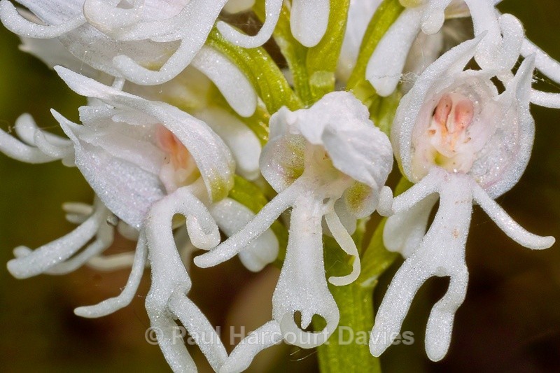 - Orchids - Orchis