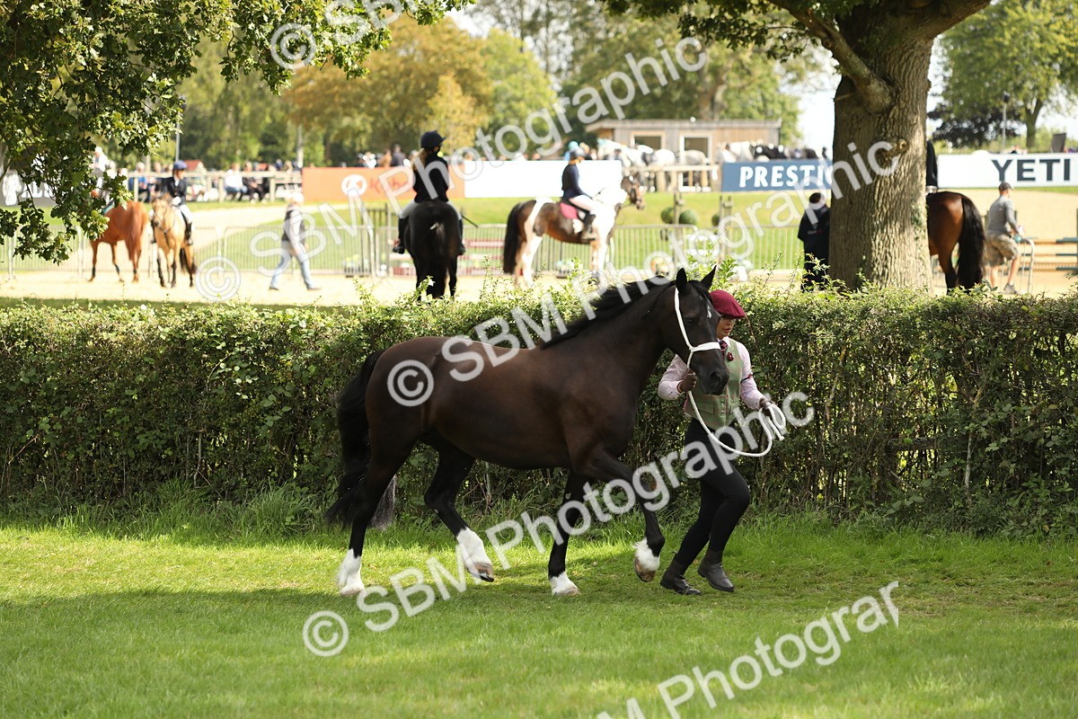 SBM_65375 - S47 - Mountain & Moorland In Hand Large Breeds
