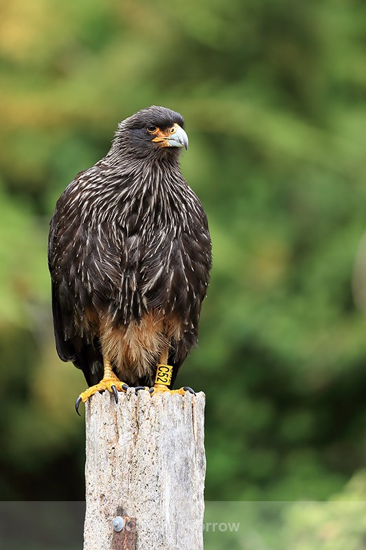 Striated Caracara (adult) yellow C52, Carcass Island, Falklands - Striated Caracara