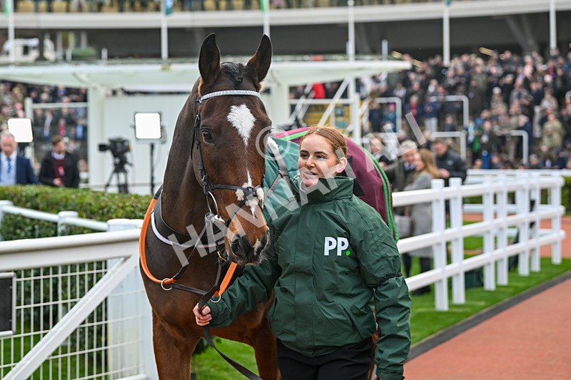 161124-Race 4-Paddock-Lets Go Champ-0087 - Race 4