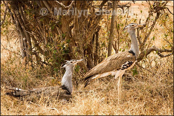 Kori bustard pair - Kenya, Tsavo East