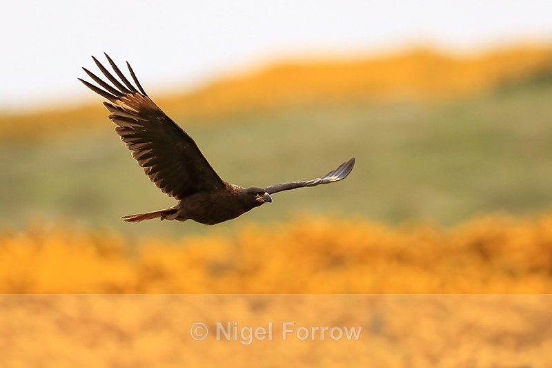 Striated Carcara flying over gorse, Carcass Island, Falklands - Striated Caracara