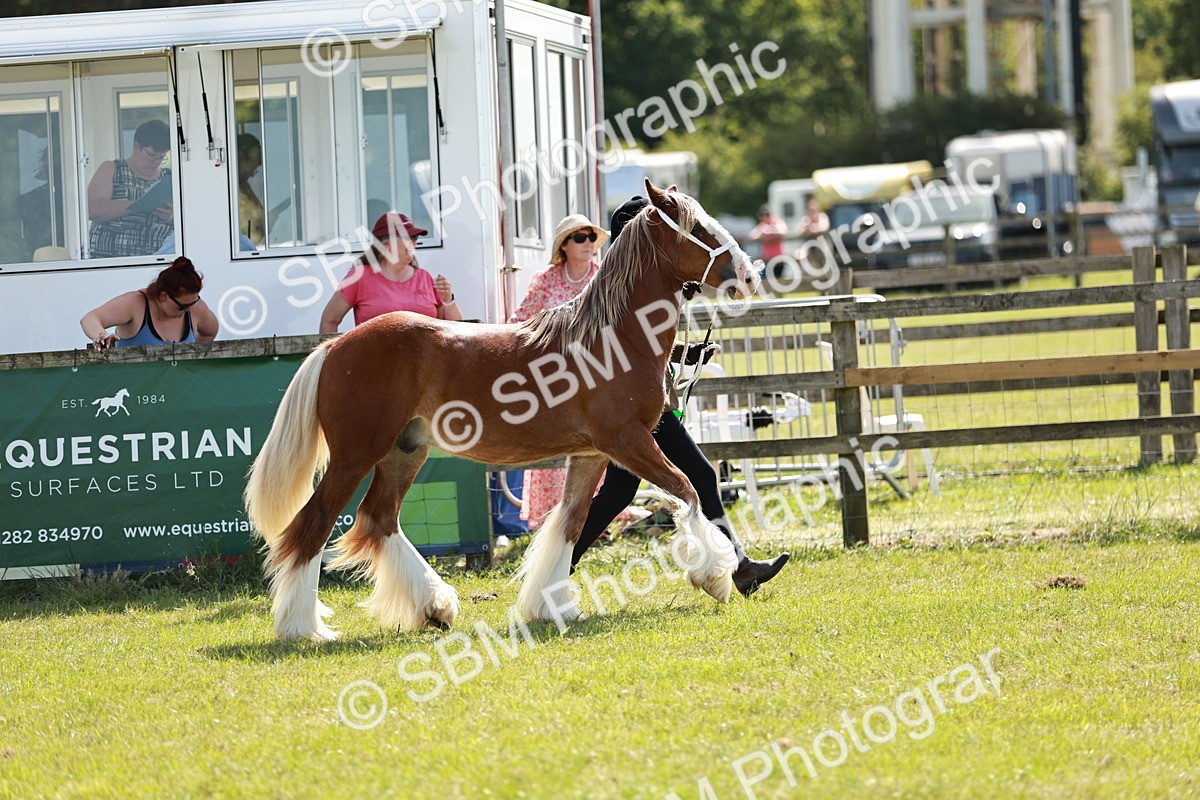 SBM_08740 - Class 63-65 - Traditional Gypsy Cobs In Hand & Ridden