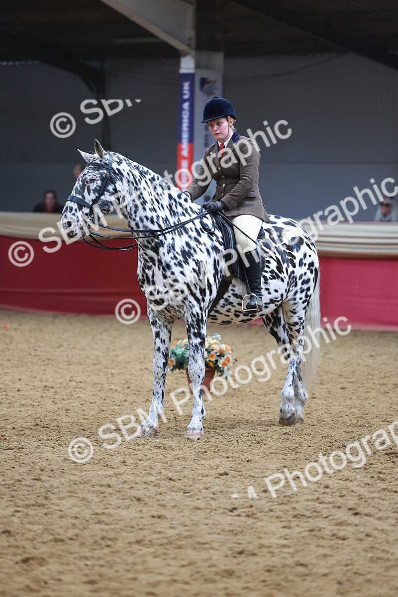 SBM_12687 - Class 103 - HOYS Veteran Qualifier - Ridden Pre Vet