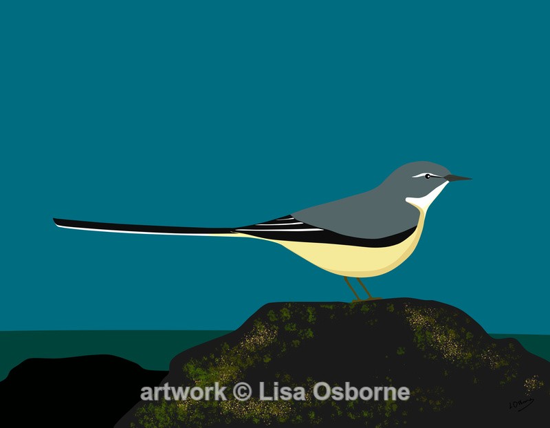 Grey wagtail - DIGITAL ARTWORK