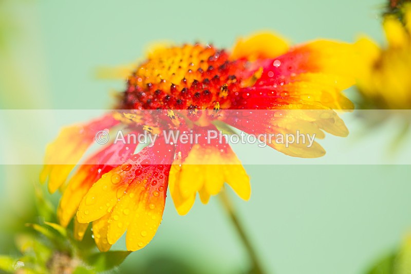 20130922-3K8A6254 - Plants & Flowers