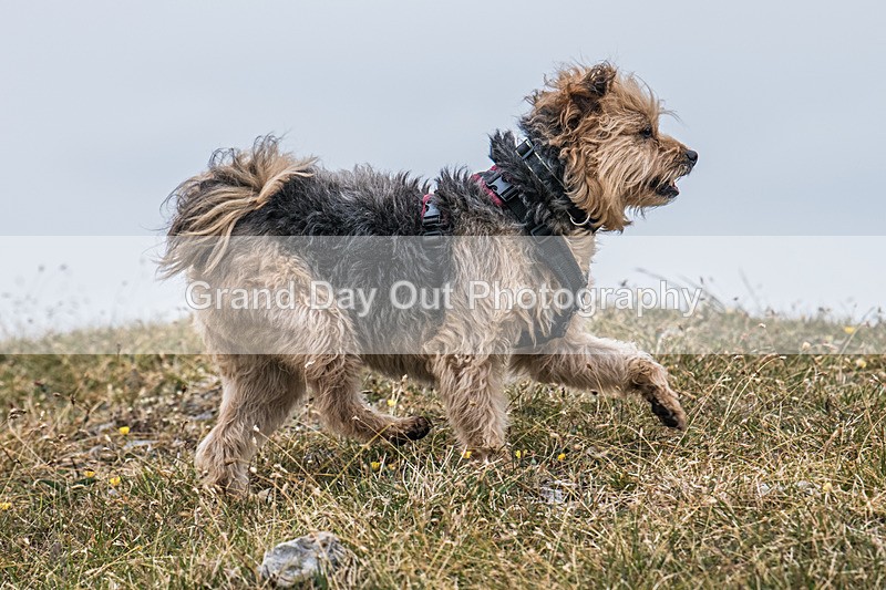 Hutton Roof-686 - Hutton Roof Fell Race Saturday 24th May 2025