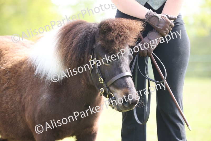 20260426-3161 - Class 26 - Shetland Ponies and Minitures