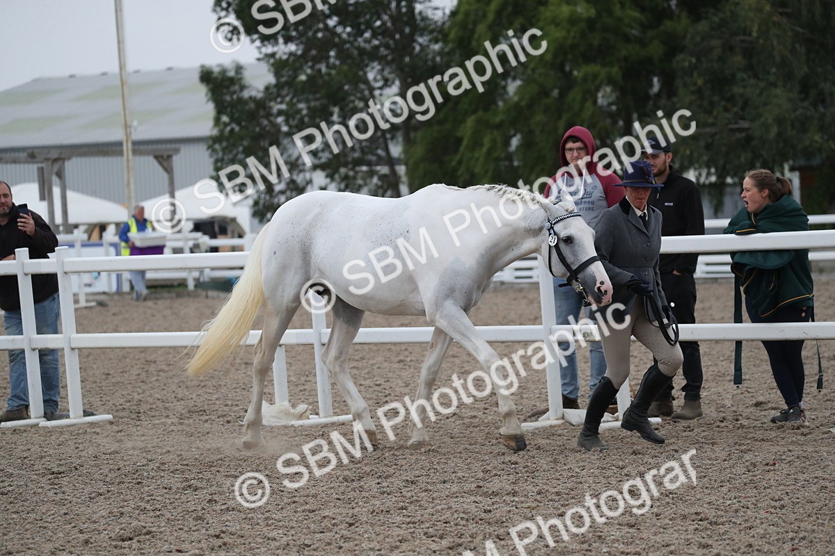 SBM_18345 - Class 318 IH Part bred Horse/Pony