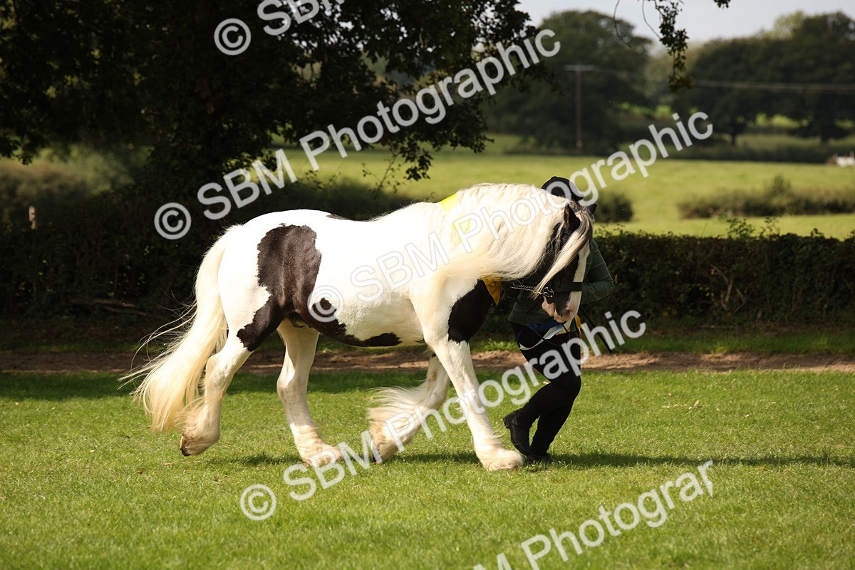 SBM_62980 - In Hand Horse Supreme Championship