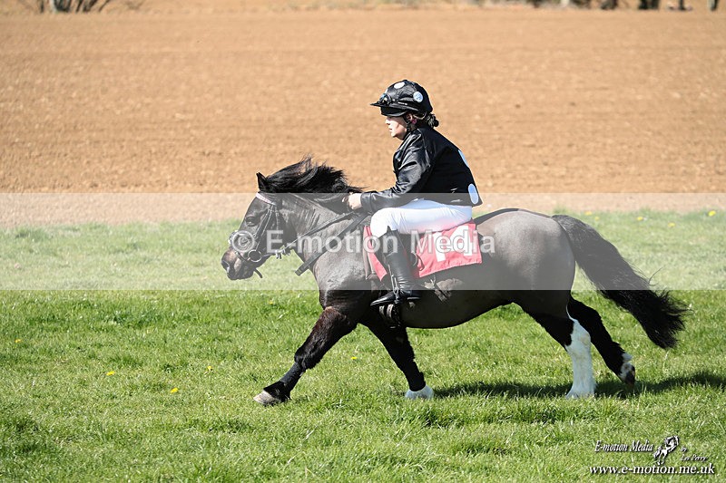 Shet 060426 338 - Shetland Pony Racing Paxford Races Easter Mon 06/04/26