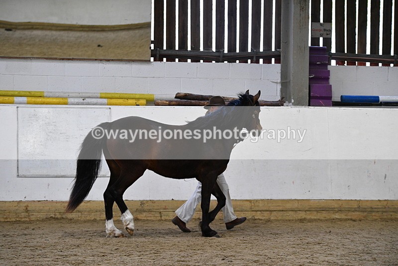 WJ5_5714 - Morning in hand Championship