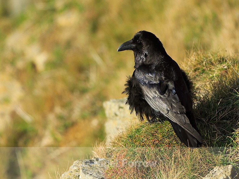 Raven with fluffed-up feathers perched on the cliffs at Durlston - Raven