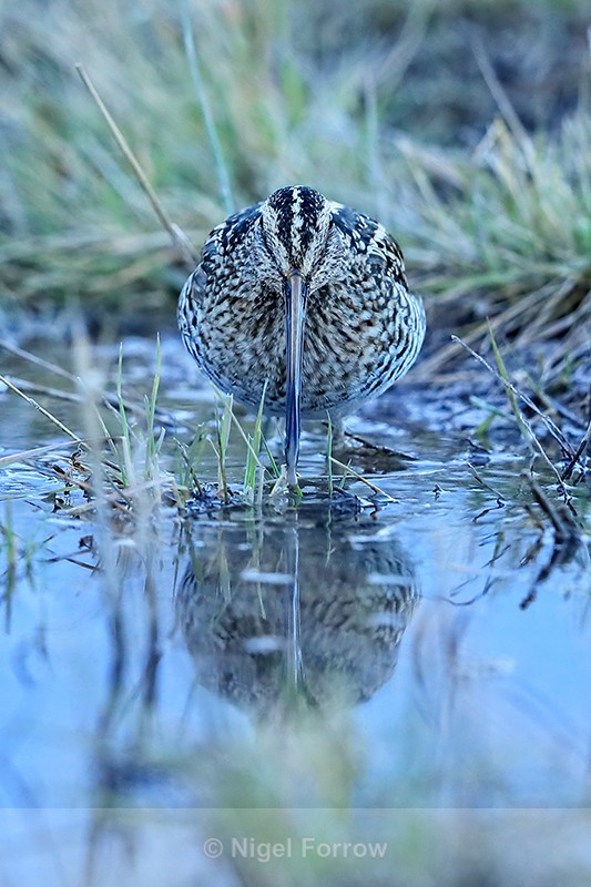 Wilson's Snipe, head-on standing still, Bosque del Apache, New Mexico - Wilson's Snipe
