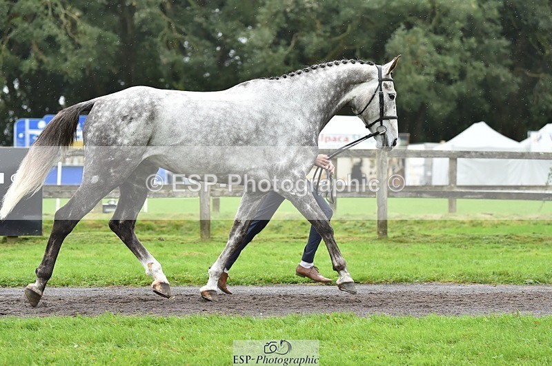 231018-124812-00536 - 067-WHIXLEY.QUALITAS-Barnie.Brotherton-TrotUp