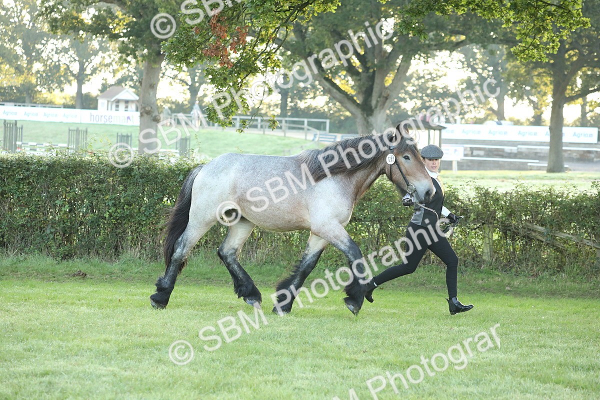 SBM_57801 - S42 - Youngstock